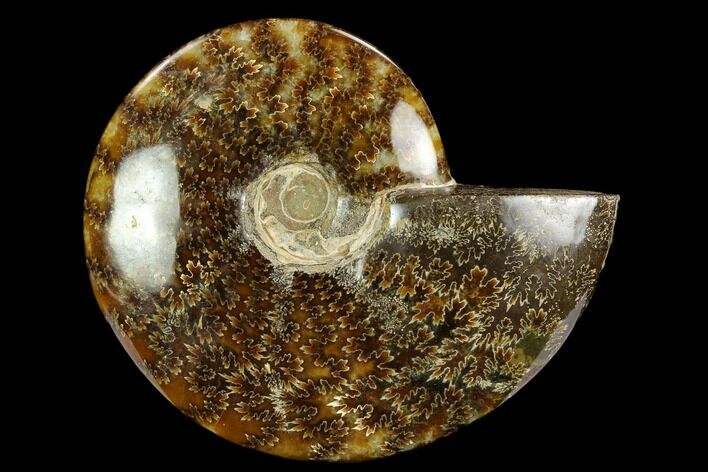 Polished Ammonite (Cleoniceras) Fossil - Madagascar #127214